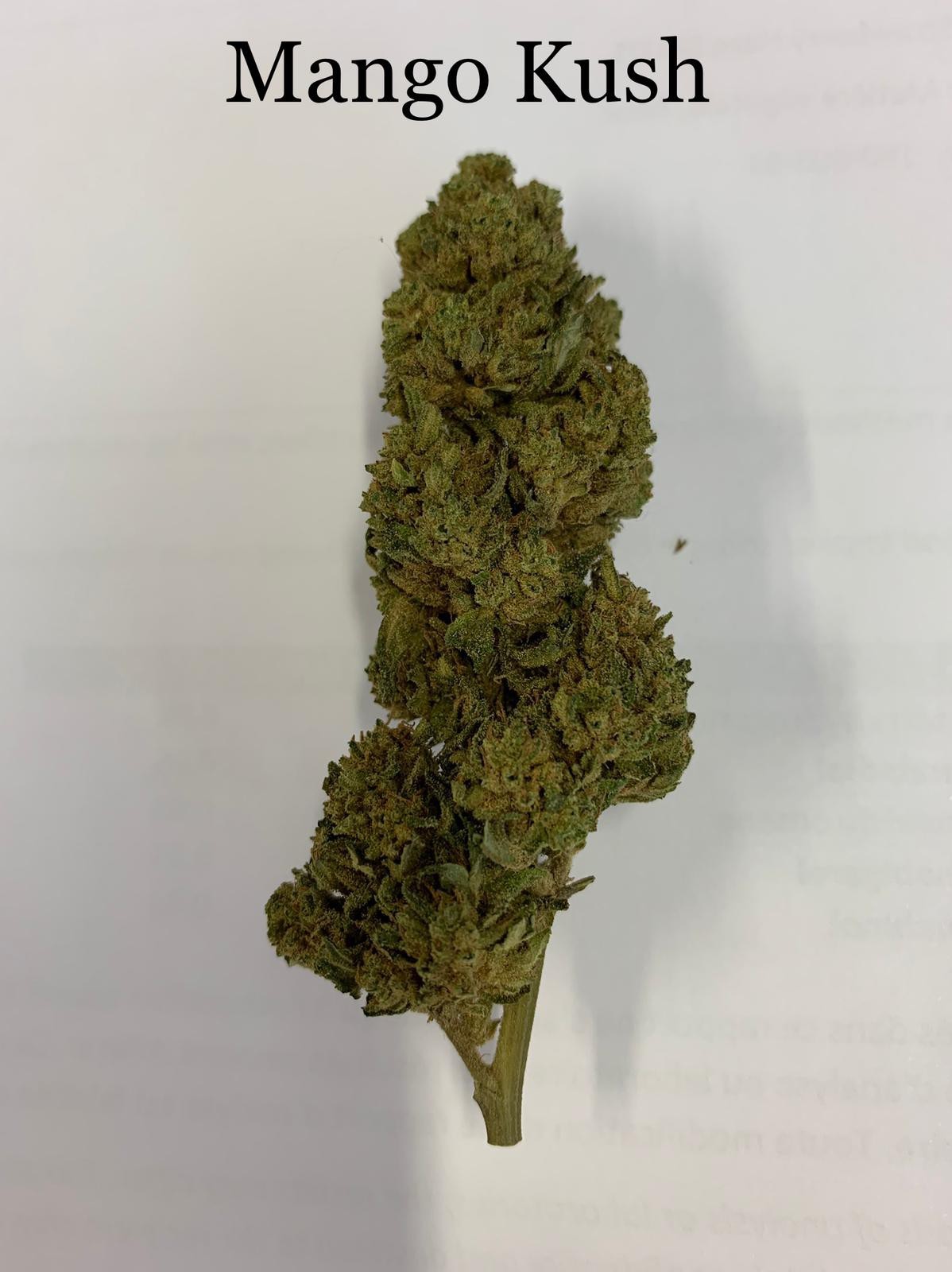 Mango kush ( 5G ) - Fleur CBD